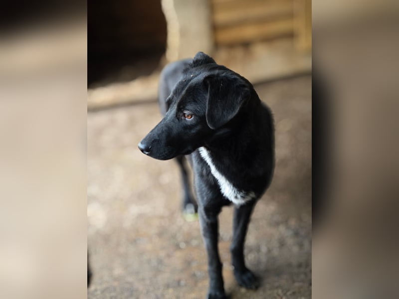 Isleen, Hündin, *ca. 14.06.2024, ca. mittelgroß, freundlich, verschmust, zurückhaltend