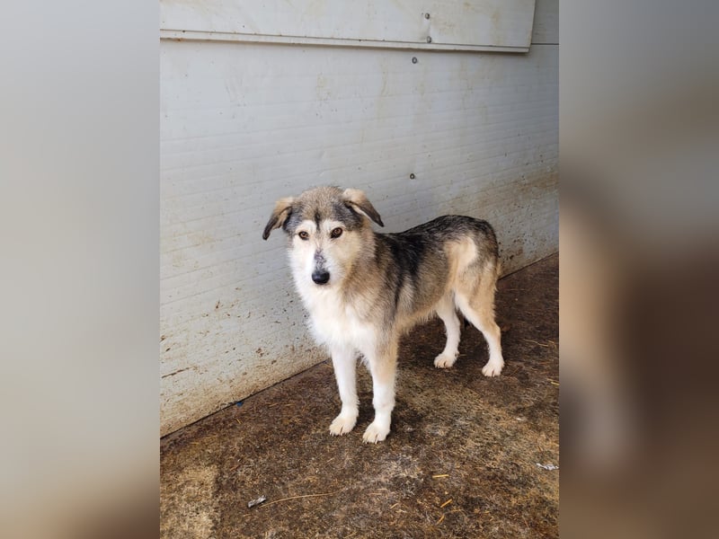 Loony , Hündin, *ca. 12.06.2023, ca. mittelgroß, zurückhaltend, sozial, sanft