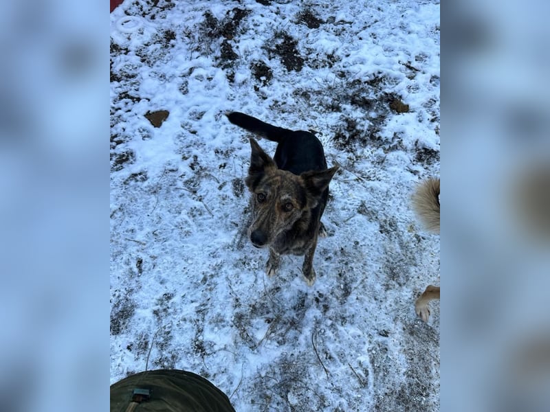 Anjo, 3Jahre 2 Monate alter Rüde, mittelgroß. freundlich, lustig, verspielt, aktiv