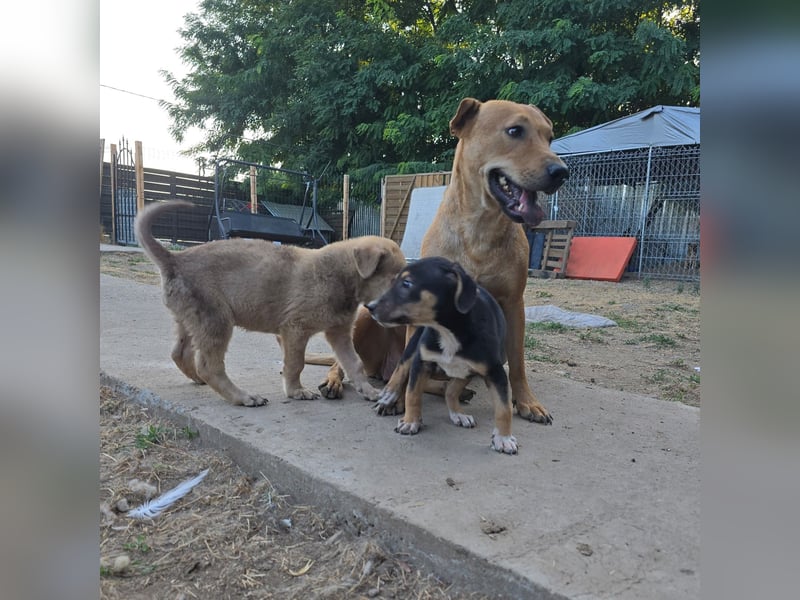 Ute, Hündin, *ca. 19.06.2023, ca. mittelgroß, aktiv, intelligent, interessiert