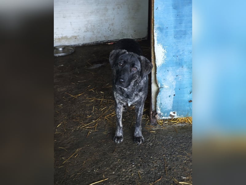 Isak, Rüde, *ca. 14.06.2024, ca. mittelgroß, sehr sozial, ausgeglichen, freundlich