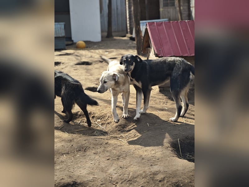Paulinchen, Hündin, *ca. 03.06.2025, kniehoch bis mittelgroß, verschmust, freundlich, neugierig, ver