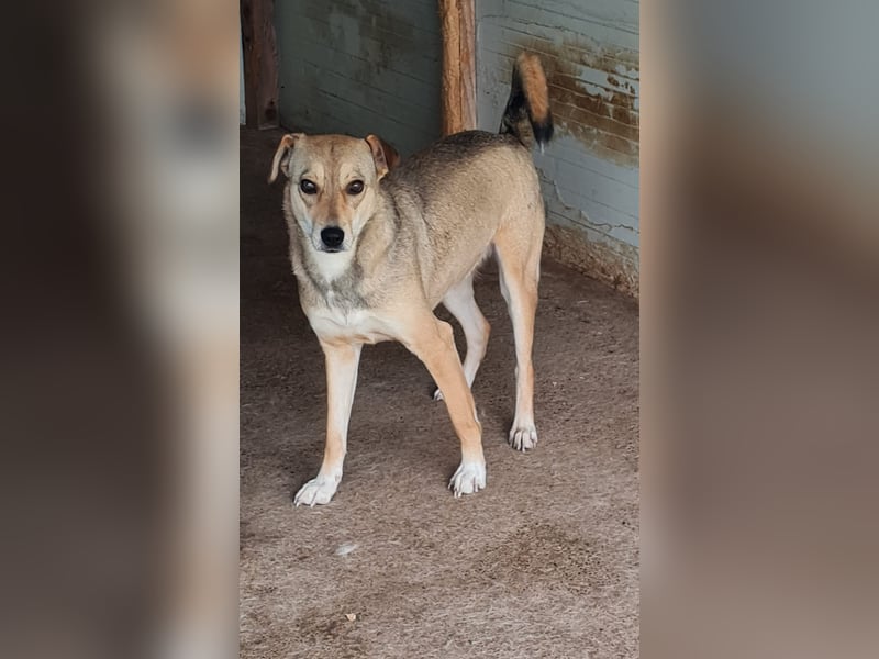 Isy, Hündin, *ca. 18.01.2021, ca. mittelgroß, ruhig, ängstlich, sozial