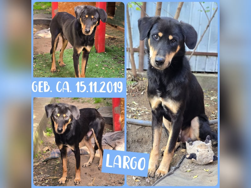 Largo, 5 ½  jähriger Bub, ca,mittelgroß , sozial, feundlich, noch zurückhaltend)