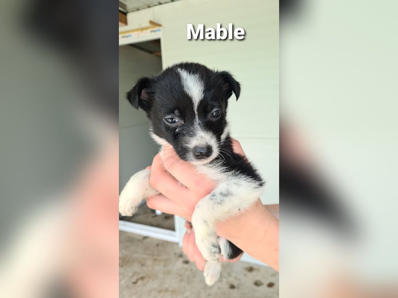 Mable, 4-jähriges Mädchen, SH ca. 55 cm, quirlig, freundlich, sozial, verspielt