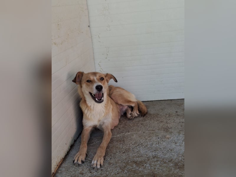 Carry, Hündin, *unbekannt ,ca. mittelgroß, sensible, einfühlsam, unsicher, sozial