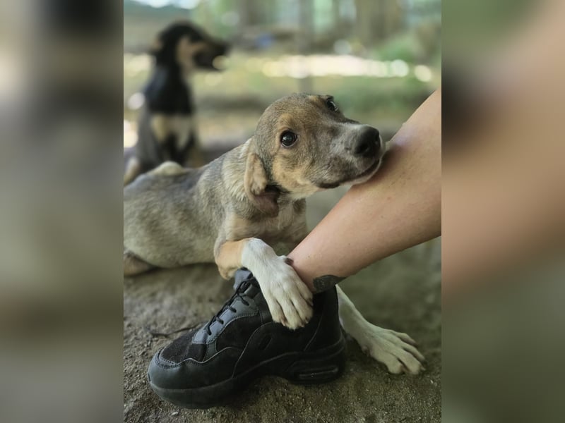 Nelson, ca, 1 ¼ - jähriger Junghund, ca. mittelgroß, freundlich, sozial, neugierig, etwas schüchtern
