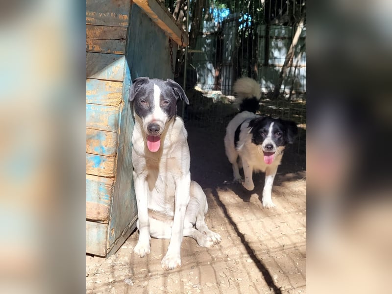 Inger, Rüde, *ca. 22.01.2025, ca. mittelgroß, aufmerksam, fröhlich, ausgeglichen