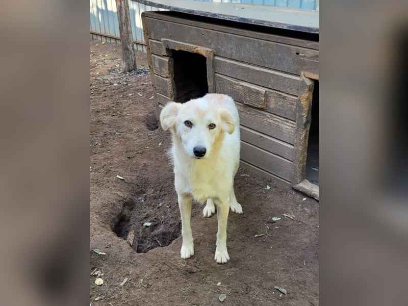 Fraser, 3-jähriger Bub, SH ca. mittelgroß, freundlich, sozial, verspielt, vorsichtig