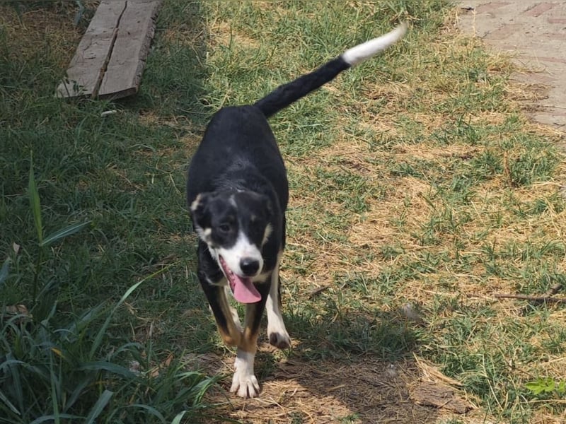 Catrina, Hündin, *ca. 10.04.2025, ca. mittelgroß, verschmust, aufmerksam, wissbegierig