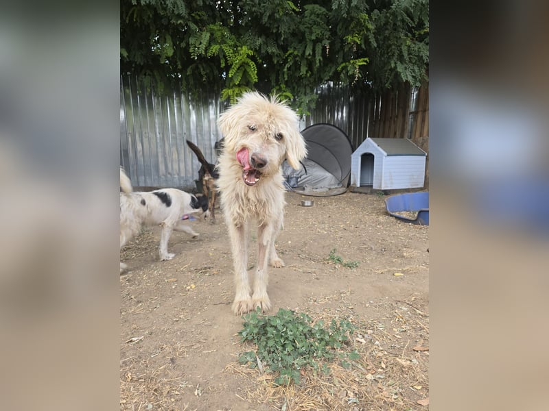 Bailey, Hündin, *ca. 04.03.2020, ca. mittelgroß, vorsichtig, spielt gerne, sozial, freundlich, sanft