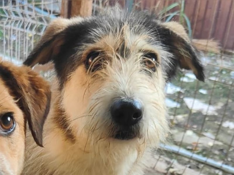 Loony , Hündin, *ca. 12.06.2023, ca. mittelgroß, zurückhaltend, sozial, sanft