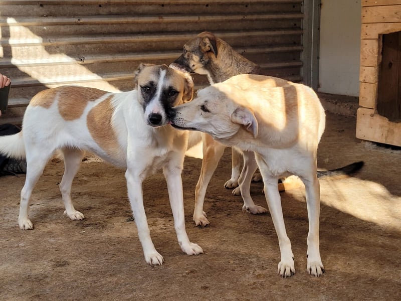 Marrone, 3 ½ jähriges Mädel, SH ca. 53 cm, freundlich, aufgeschlossen, verschmust, spielt gerne