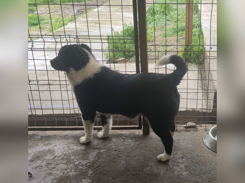 Kiano, Rüde, 2 1/2 -jähriger Rüde,  25.09.2022 geb.- mittelgroß, freundlich und sozial