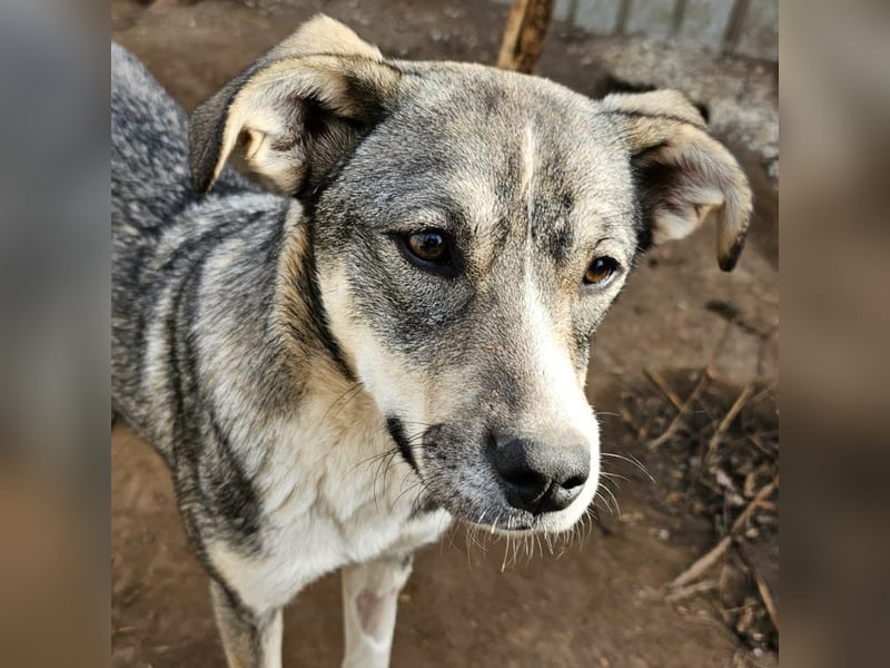 Tessa, 1Jahr und 10 Monate alte Junghündin mittelgroß, freundlich, offen, verspielt, neugierig
