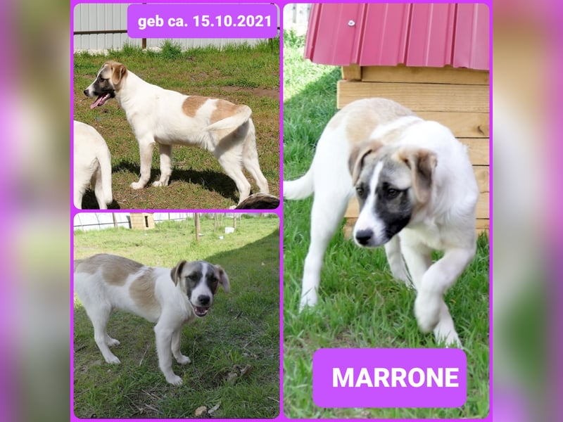 Marrone, 3 ½ jähriges Mädel, SH ca. 53 cm, freundlich, aufgeschlossen, verschmust, spielt gerne