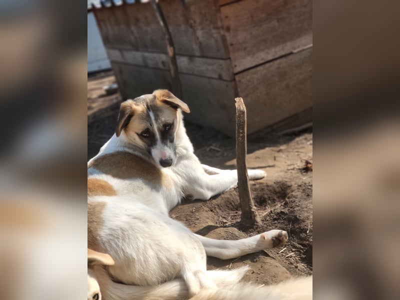 Marrone, 3 ½ jähriges Mädel, SH ca. 53 cm, freundlich, aufgeschlossen, verschmust, spielt gerne