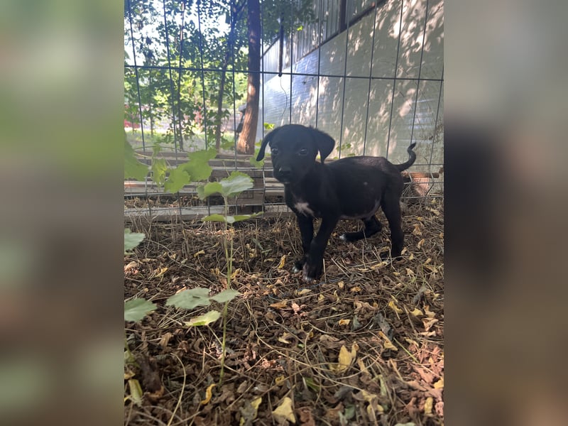 Velo, 1 ¾ jähriger Hundejunge, SH ca. mittelgroß, aufgeschlossen, freundlich, sozial, verschmust)