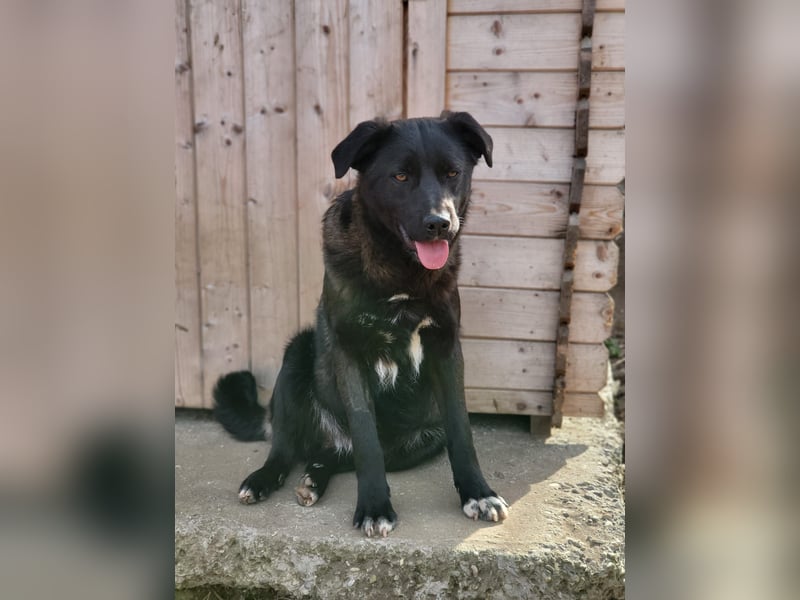 Stefan, Bub, *ca. 24.06.2022, ca. mittelgroß, sozial, verspielt, menschenbezogen