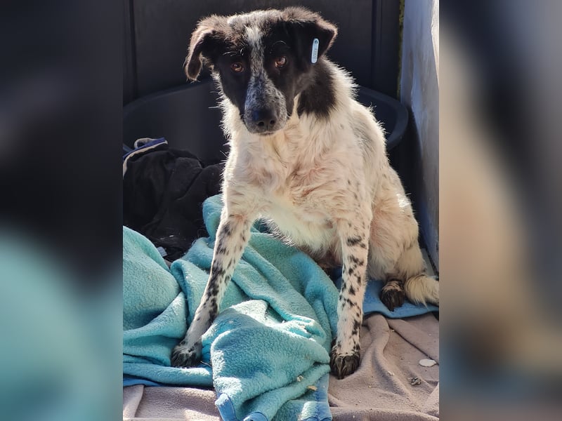 Polly. geb. ca. 11.12.2020, SH ca. mittelgroß, verspielt, fröhlich, sozial mit auserwählten Hunden