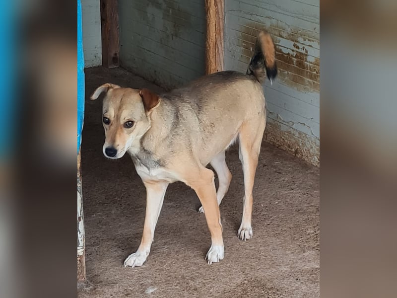 Isy, Hündin, *ca. 18.01.2021, ca. mittelgroß, ruhig, ängstlich, sozial