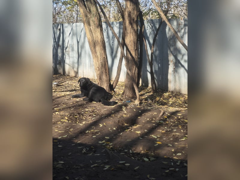 Ivan, Rüde,*ca. 14.06.2024, ca. mittelgroß, freundlich, zurückhaltend, ausgeglichen