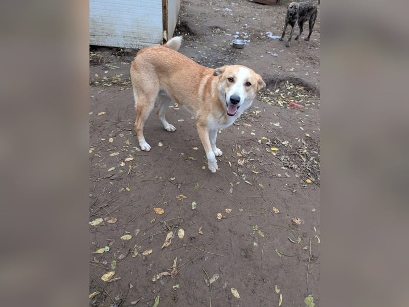 Matteo, Rüde, *ca. 09.10.2024, SH ca. 55-60 cm, freundlich, verschmust, unsicher, schreckhaft