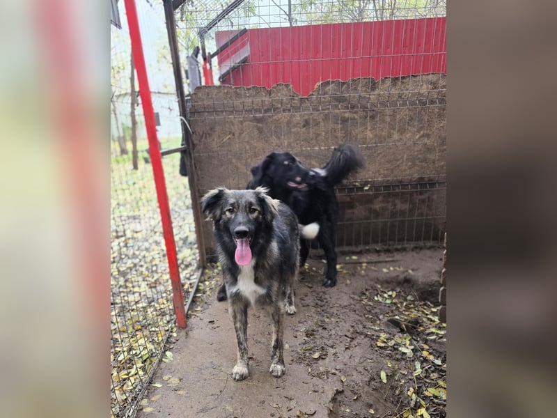 Winnie, Rüde, *ca. 29.10.2024, ca. mittelgroß bis groß, sehr sozial, neugierig, lebensfroh