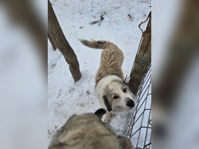 Asja, Hündin, *ca. 18.04.2022, SH ca. mittelgroß, freundlich, aufgeschlossen, verschmust, sozial