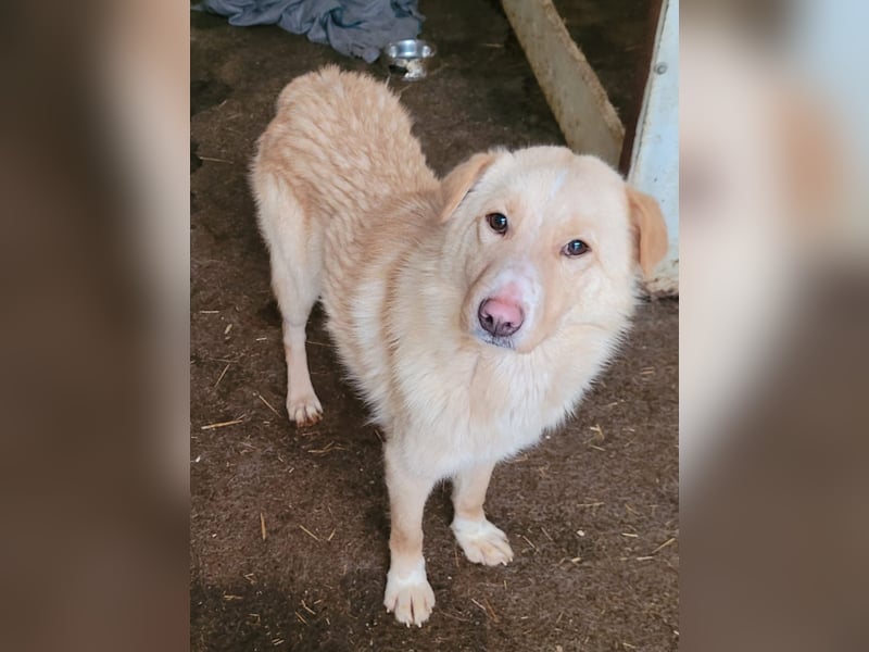 Carno, Rüde, 1 Jahr+ 8 Monate, mittelgroß bis groß, verschmust, sozial, aufgeweckt, neugierig