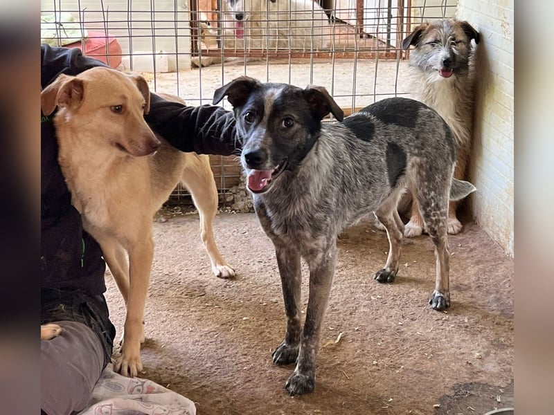Xenon, fast 2-jähriger Jundhund, SH ca. mittelgroß, freundlich, neugierig, sozial