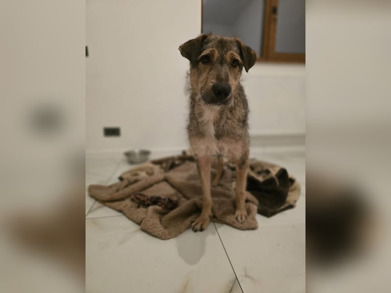 Werner, Rüde, *ca. 15.09.2023, ca. mittelgroß, ängstlich, vorsichtig, sensibel, unsicher