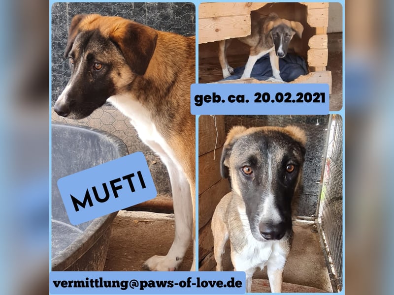 Mufti, Rüde, *ca. 20.02.2021, SH ca. 55 cm, neugierig, schüchtern, schreckhaft, sozial, lieb