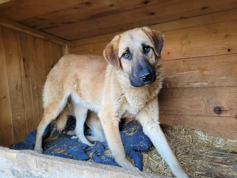 Balu, Rüde, *ca. 25.09.2022, ca. mittelgroß, schüchtern, freundlich, sozial