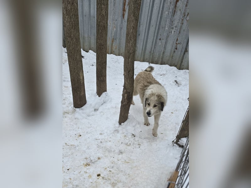 Asja, Hündin, *ca. 18.04.2022, SH ca. mittelgroß, freundlich, aufgeschlossen, verschmust, sozial