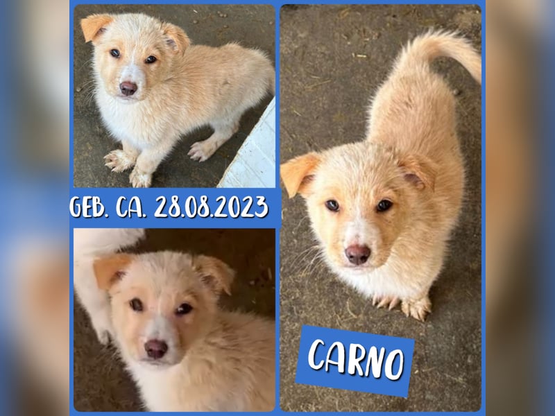 Carno, Rüde, 1 Jahr+ 8 Monate, mittelgroß bis groß, verschmust, sozial, aufgeweckt, neugierig