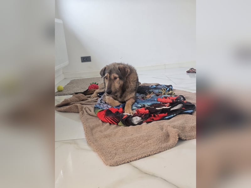 Werner, Rüde, *ca. 15.09.2023, ca. mittelgroß, ängstlich, vorsichtig, sensibel, unsicher