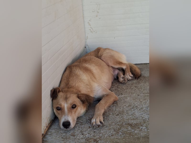 Carry, Hündin, *unbekannt ,ca. mittelgroß, sensible, einfühlsam, unsicher, sozial