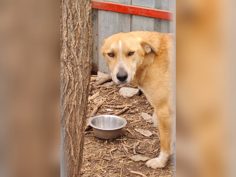 Dalton, ca, 2 ¼ jähriger Bub, SH ca. mittelgroß, freundlich, verspielt, sozial, verschmust
