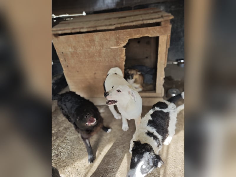 Tofu, Rüde, *ca. 10.09.2025, SH ca. kniehoch bis mittelgroß werdend, menschenbezogen, neugierig, lie