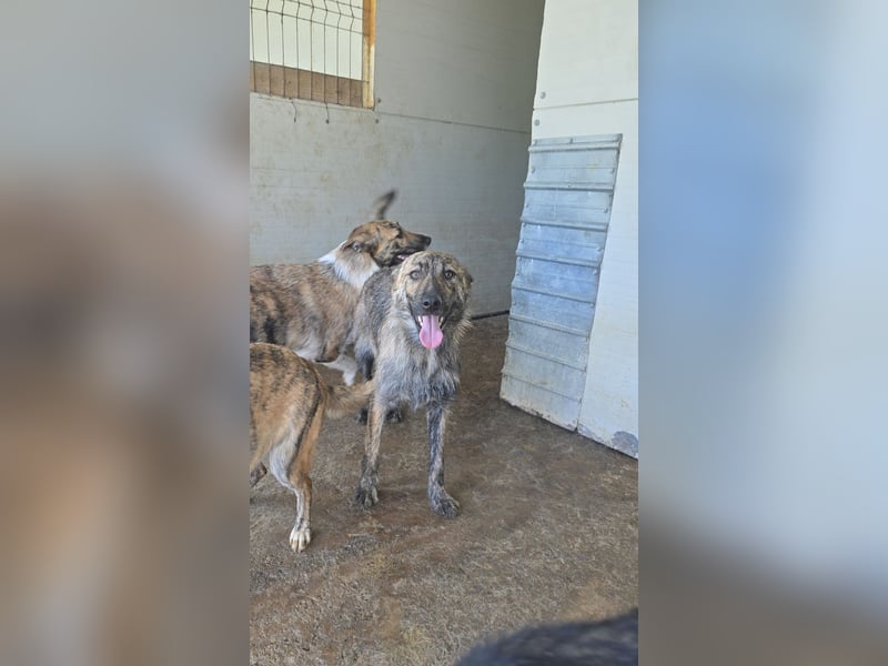 Michel, Rüde, *ca. 09.10.2024, SH ca. 55 -60 cm, neugierig, vorsichtig, schreckhaft, lieb