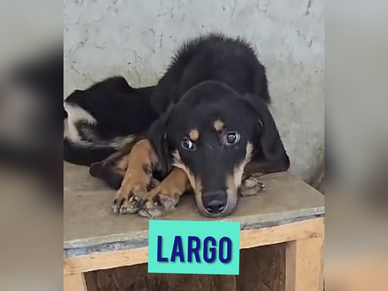 Largo, 5 ½  jähriger Bub, ca,mittelgroß , sozial, feundlich, noch zurückhaltend)