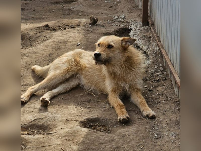 Denise, Mädel, *ca.23.02.2023, ca. mittelgroß, freundlich, verschmust, neugierig, sozial