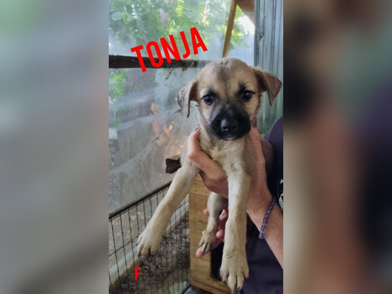 Tonja, bald 2 jährige Junghündin, SH mittelgroß, offen, freundlich, verspielt, neugierig