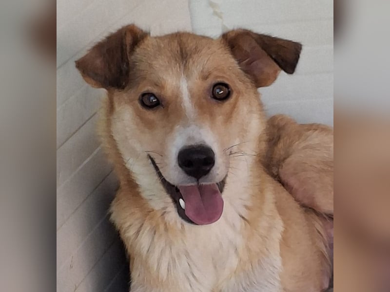 Carry, Hündin, *unbekannt ,ca. mittelgroß, sensible, einfühlsam, unsicher, sozial