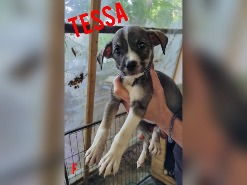 Tessa, 1Jahr und 10 Monate alte Junghündin mittelgroß, freundlich, offen, verspielt, neugierig