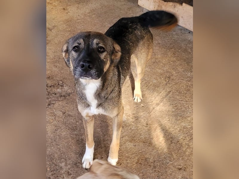 Reef, fast 2jähriger Bub , SH ca. mittelgroß, freundlich, verspielt, neugierig, sozial