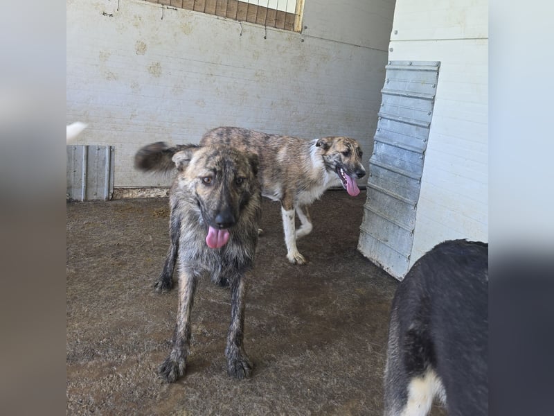 Michel, Rüde, *ca. 09.10.2024, SH ca. 55 -60 cm, neugierig, vorsichtig, schreckhaft, lieb