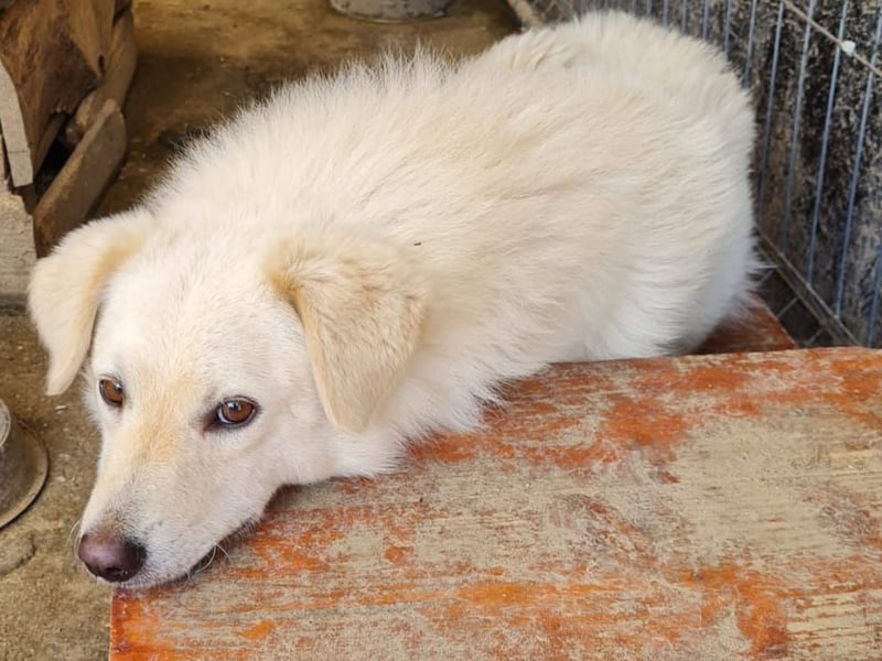 Basti, Rüde, *ca. 15.01.2023, ca. mittelgroß, lieb, freundlich, unsicher