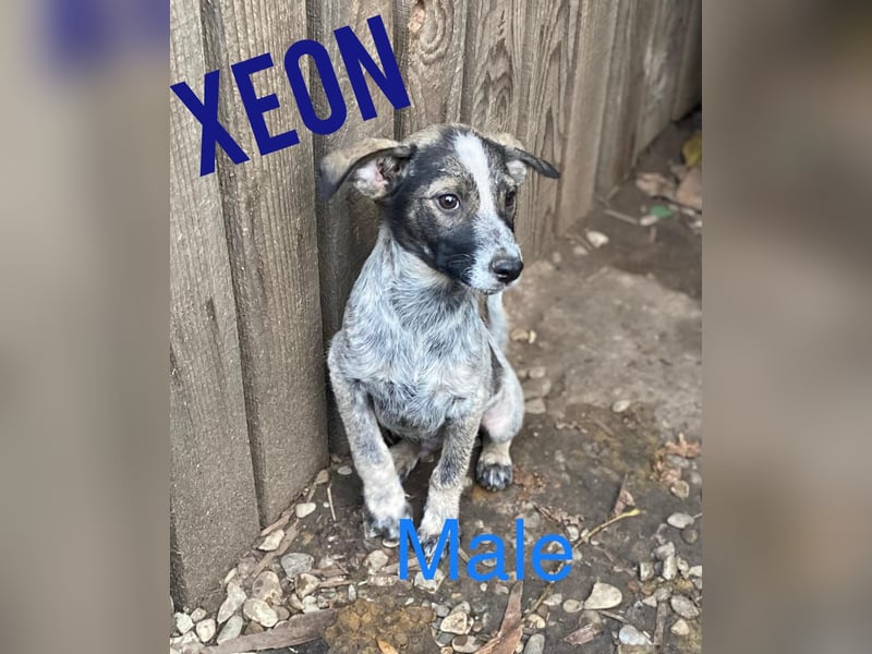 Xenon, fast 2-jähriger Jundhund, SH ca. mittelgroß, freundlich, neugierig, sozial